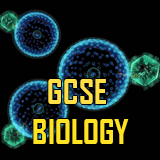IGCSE - GCSE  BIOLOGY
